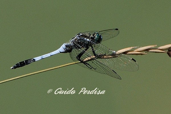 Aiuto ID Orthetrum albistylum maschio ? - S